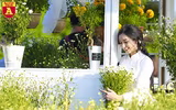 Ngẩn ngơ ngắm hoa khôi sinh viên Hà Nội khoe sắc bên cúc họa mi